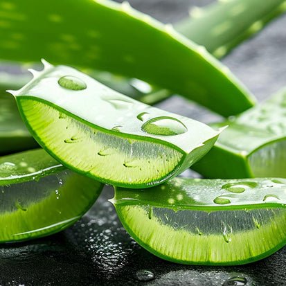 Aloe_Vera_19d03d67-a8e3-4e65-bd94-12222849c32d_600x