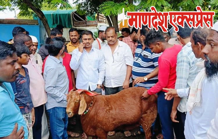 Atpadi-goat-sheep-market-sale-of-buck-for-lakhs