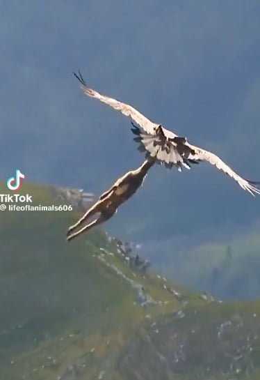इगल