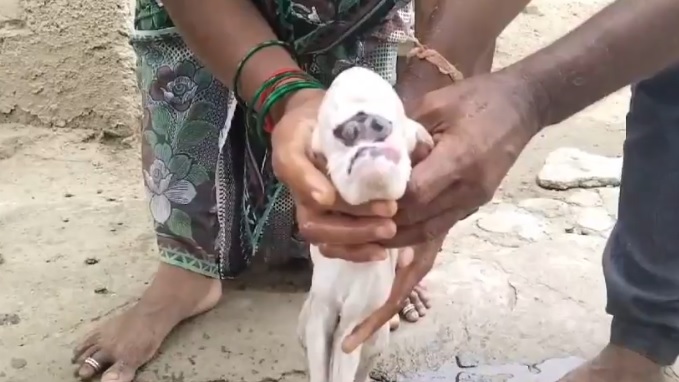 बकरी पिल्लू