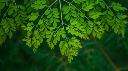 शेवगा