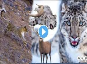 बिबट्या