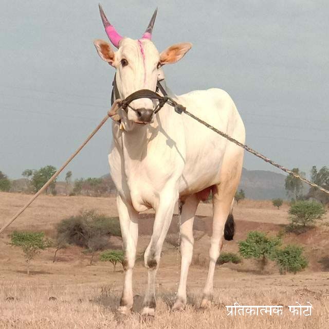 मिरवत असणारा बैल उधळला copy