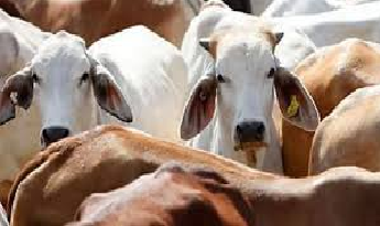 गोशाला