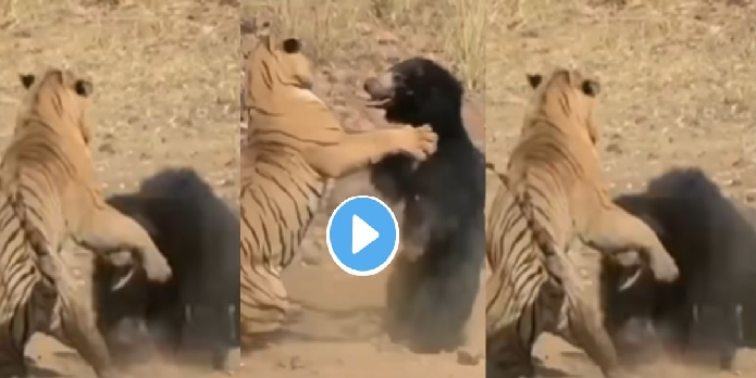 Animal Viral Video