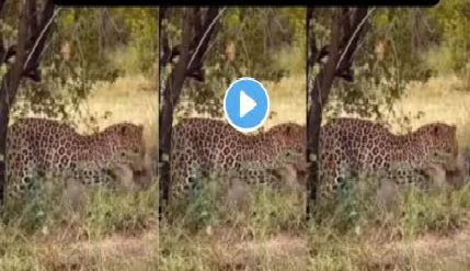 Hyena VS Leopard Video