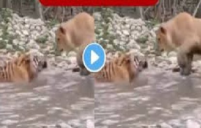 VIDEO व्हायरल