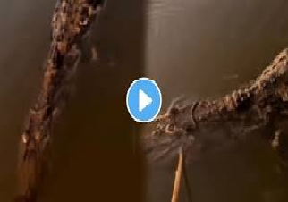 Video Viral.png 1
