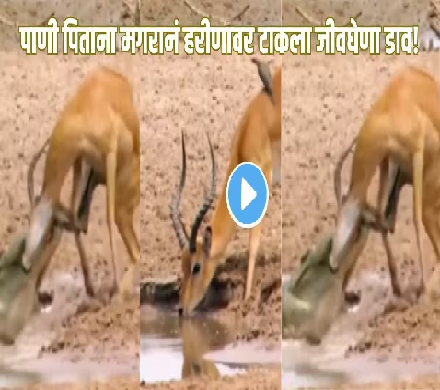 Wildlife Viral Video