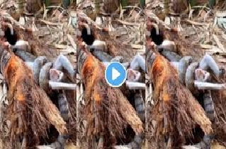 jungal Viral Video
