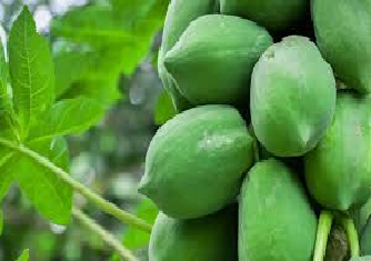 कच्ची पपई