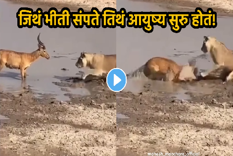 Animal Viral Video