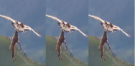 eagle hunting video