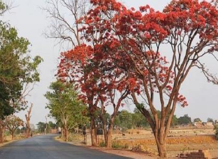 कदंब, गुलमोहर