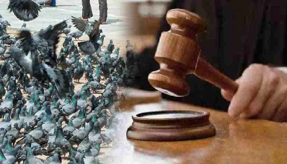 कबुतर
