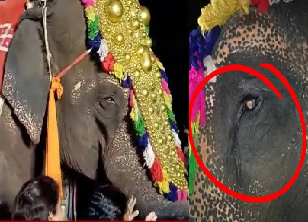 हत्ती