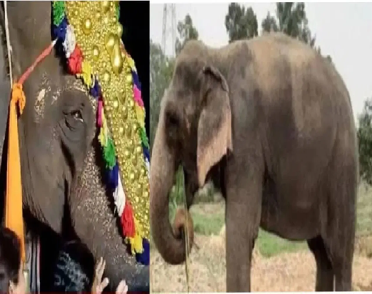 ‘माधुरी हत्तीण