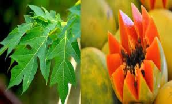 चमकदार त्वचेसाठी पपईच्या पानांचा उत्तम उपाय