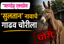 हेडिंग : करगणीत ‘सुलतान’ गाढव चोरीला; आटपाडी पोलिस ठाण्यात गुन्हा दाखल